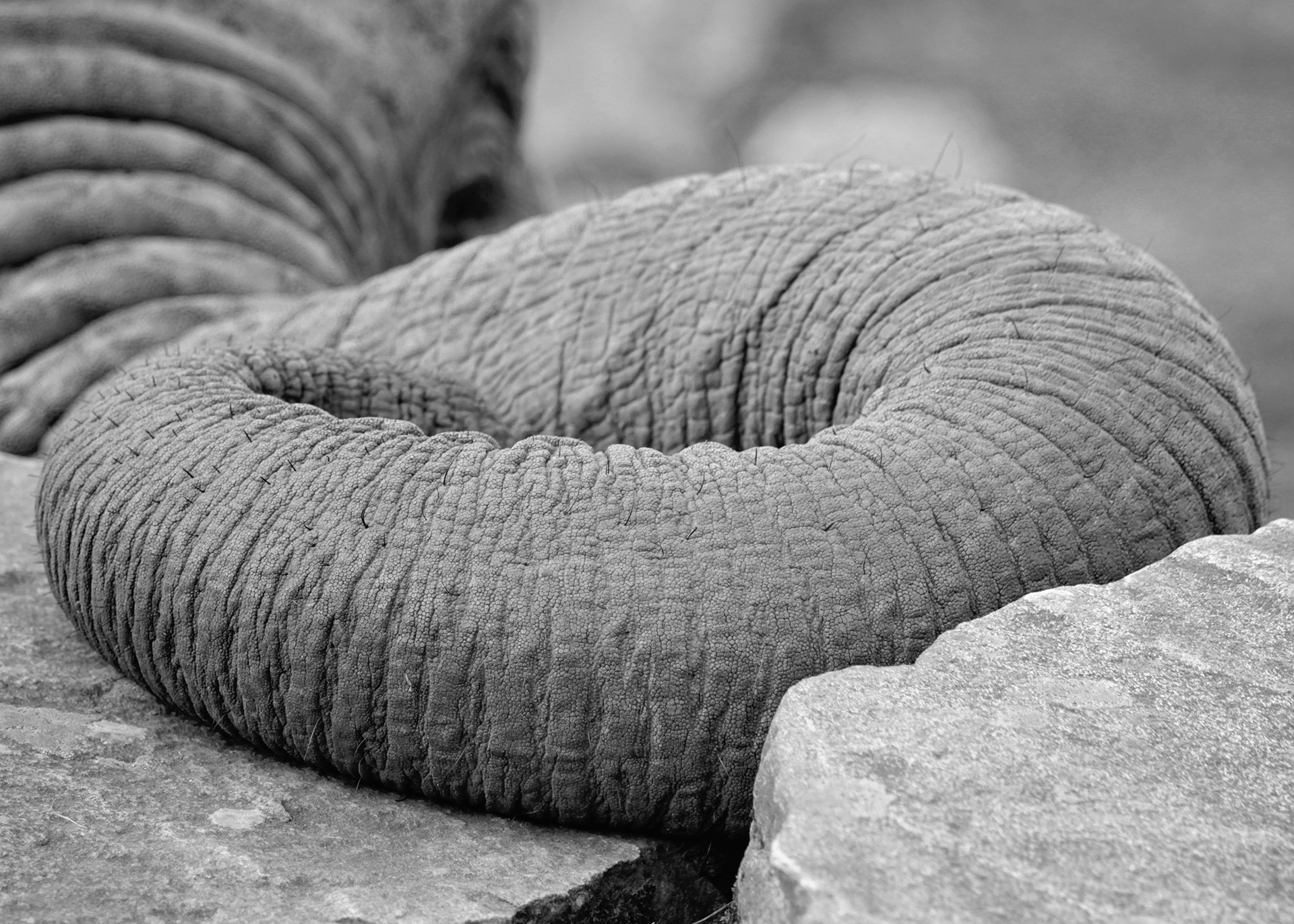 elefant, snabel, elefantsnabel, djurfotografering, djurbild, Borås Djurpark, elephant photos, naturfotograf