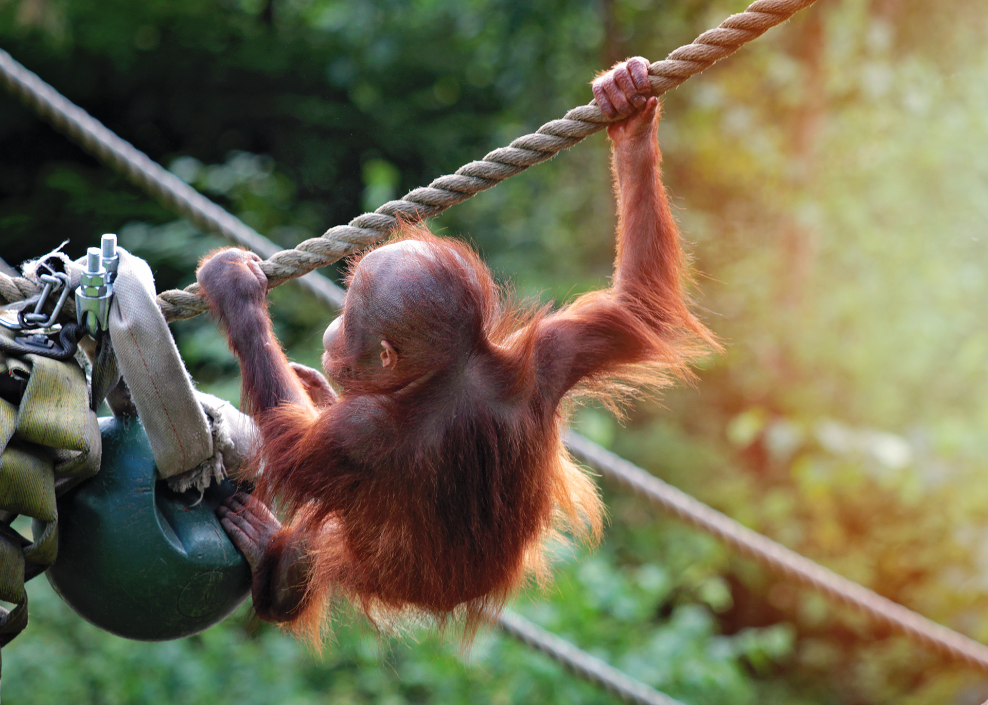 orangutang, orangutanunge, apunge, djurfotografering, orangutangbild, Borås Djurpark, animal photos, naturfotograf