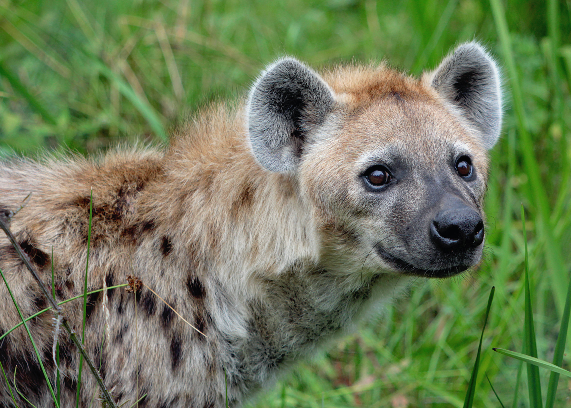 hyena, asätare, djurfotografering, vilddjur, Borås Djurpark, wild animal photos, naturfotograf