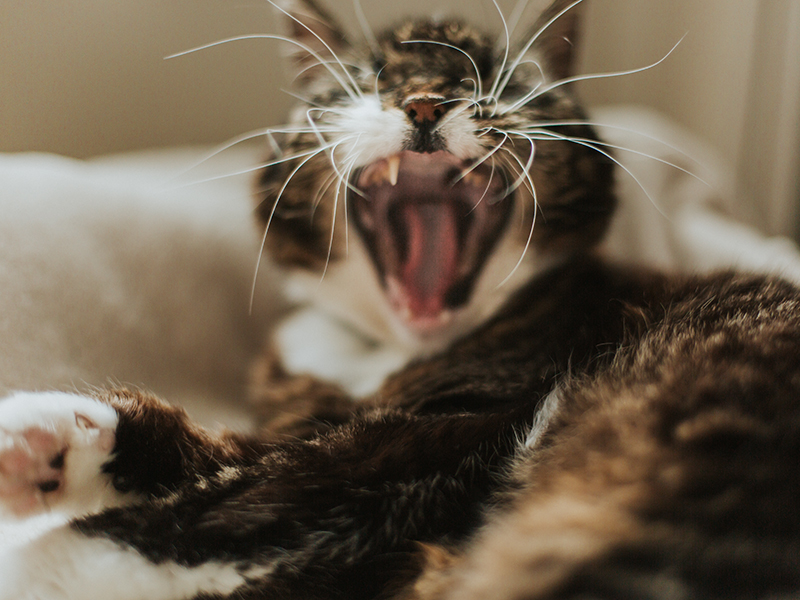 katt, husdjur, kattporträtt, katt gäspar, husdjursfotograf, Helsingborg