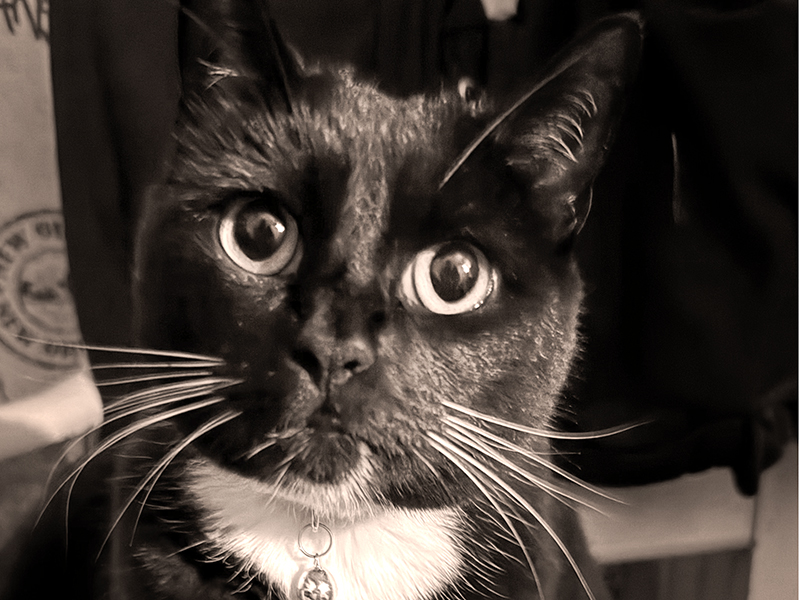 kattporträtt, husdjursfotograf, Helsingborg, kattfotograf, hundfotograf