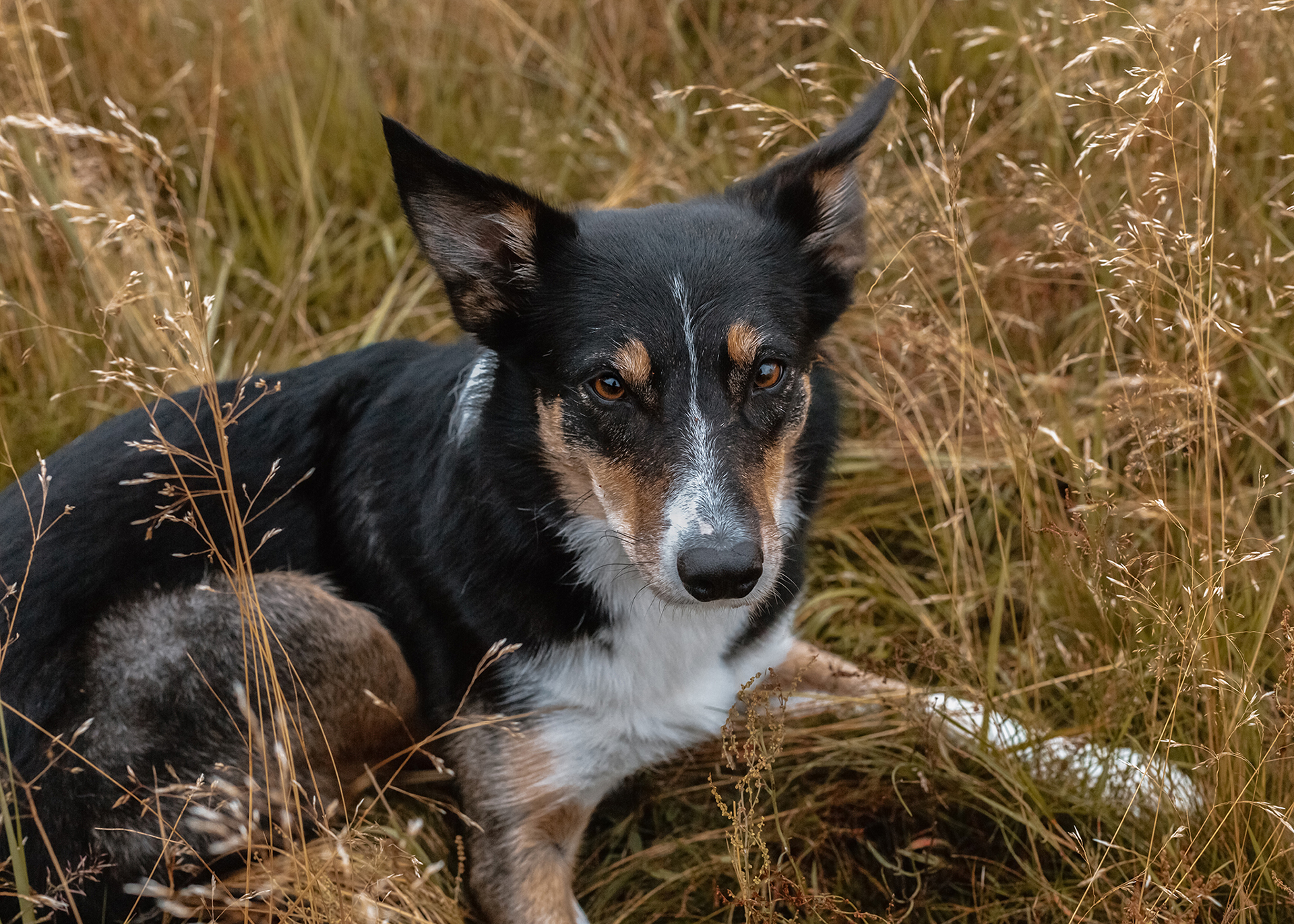 husdjursfotografering, hundfotografering, hundfotograf, Helsingborg, Örby Ängar, Råå, hundar på bild, fotograf