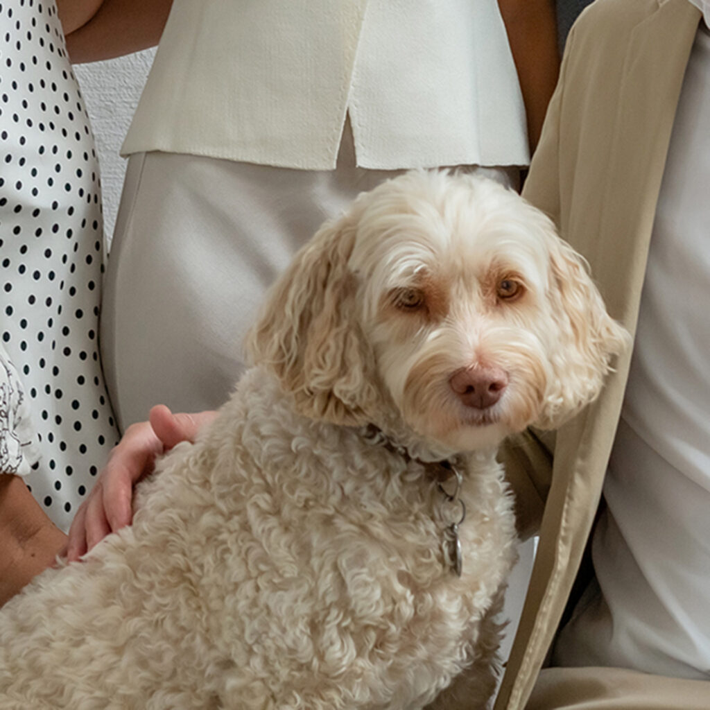 husdjursfotografering, familjefotografering, familjemedlem på fyra ben, pälskling, hund, Helsingborg