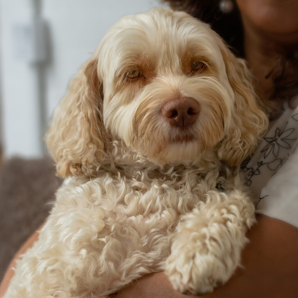 husdjursfotografering, familjefotografering, familjemedlem på fyra ben, pälskling, hund, Helsingborg