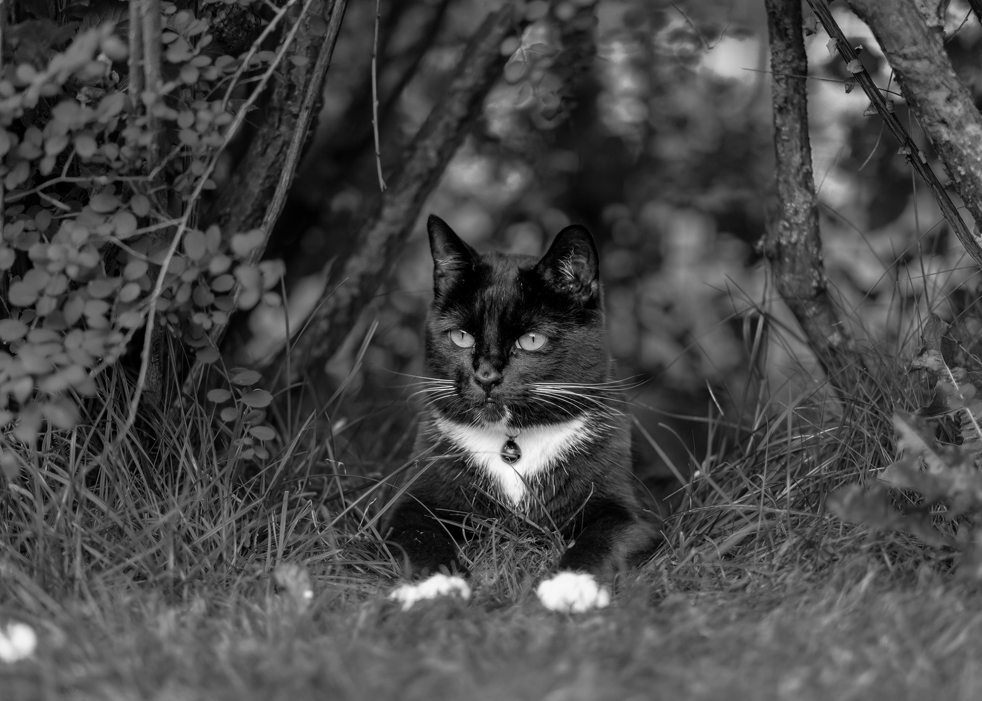 kattporträtt, husdjursfotograf, Helsingborg, kattfotograf, hundfotograf