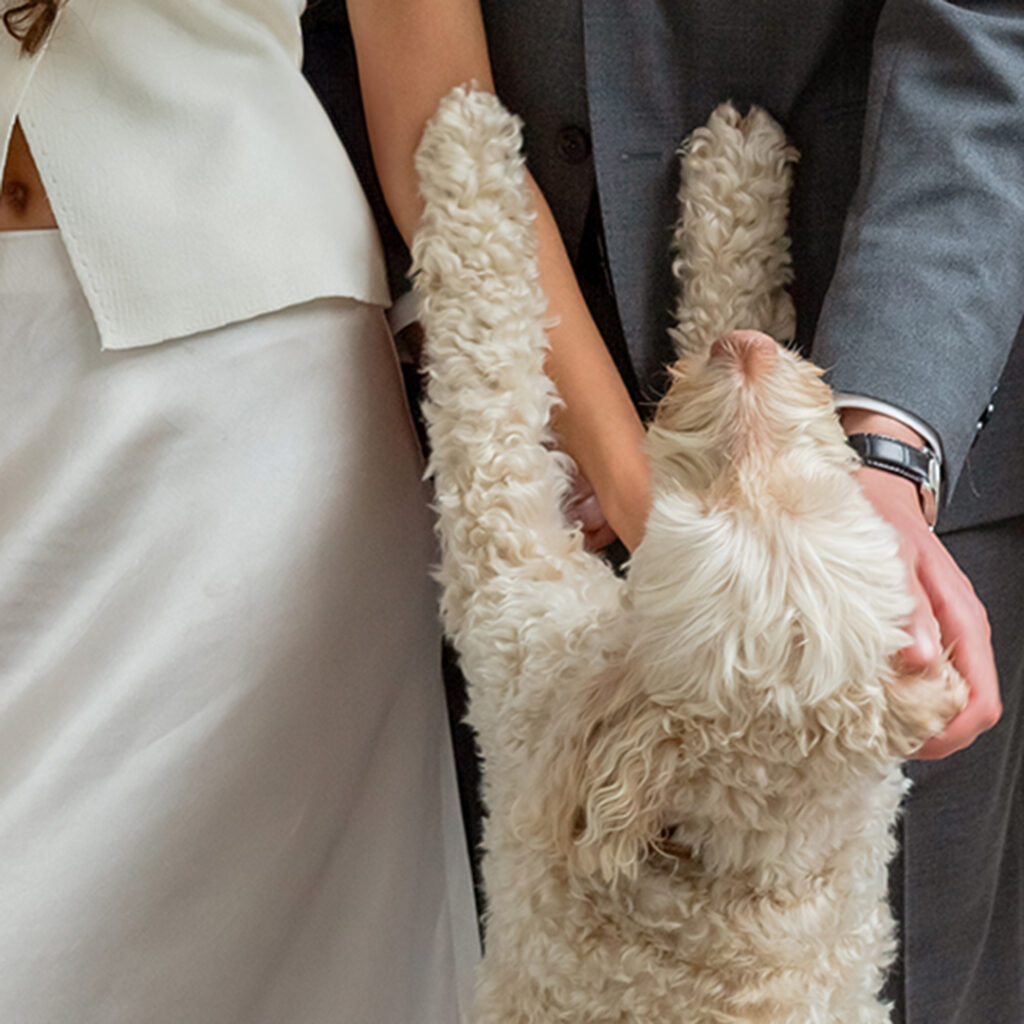 husdjursfotografering, familjefotografering, familjemedlem på fyra ben, pälskling, hund, Helsingborg