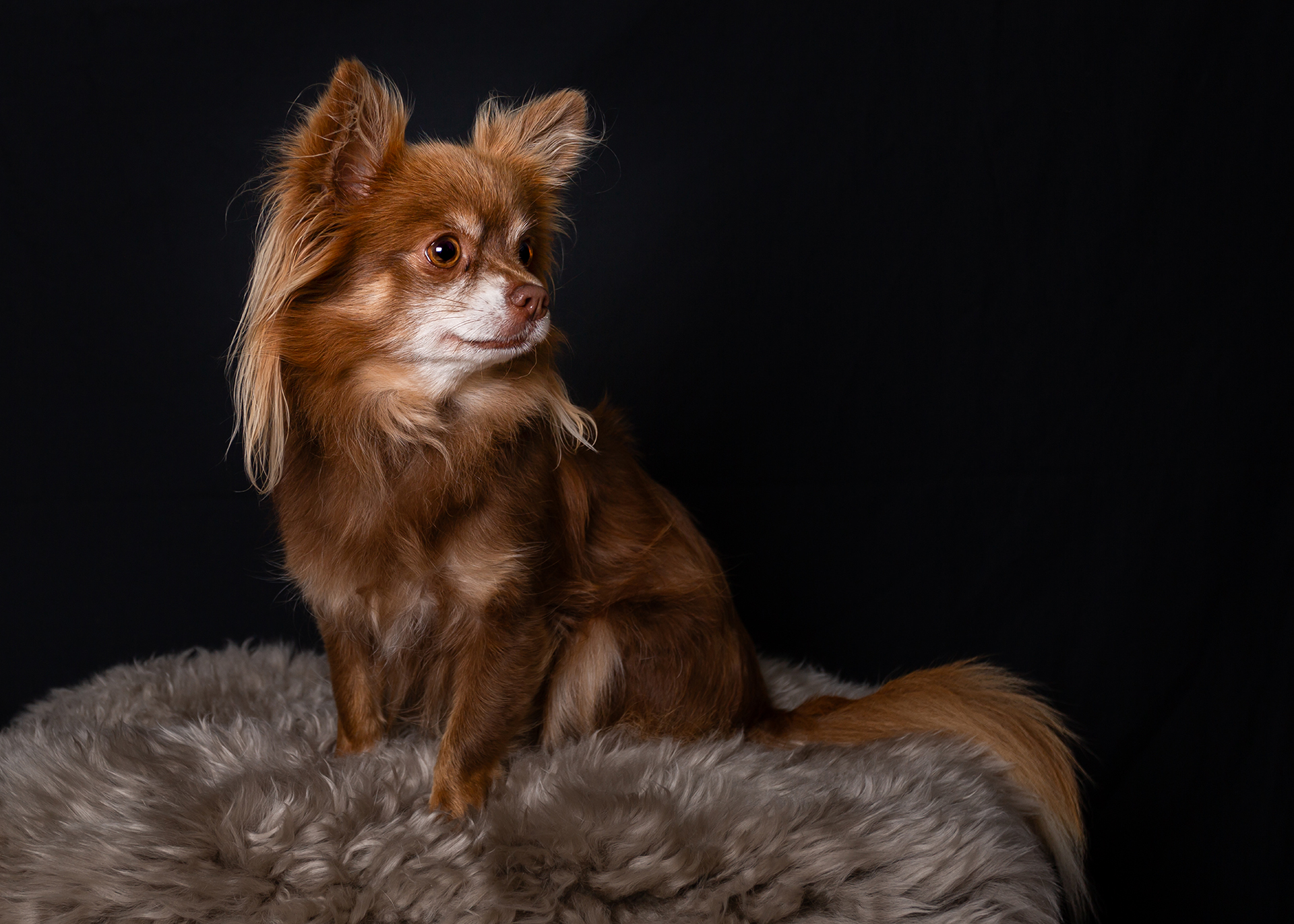 chihuahua, blandras, hundfotografering, studio på Råå, hundporträtt, liten hund i studio, hundbilder, Råå, Helsingborg, husdjursfotograf