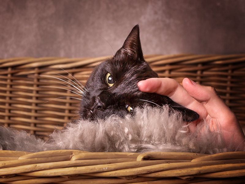 kattporträtt, studiofotografering, Råå, kattfotograf, husdjursfotograf, Helsingborg