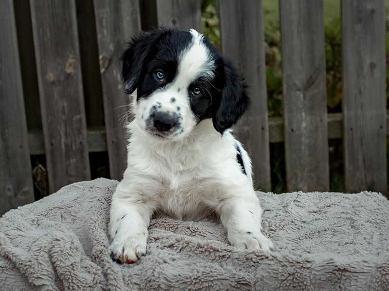valp, 8 veckor, border collie, utomhusfotografering, husdjursfotografering, valpbild, valpporträtt, sötchock