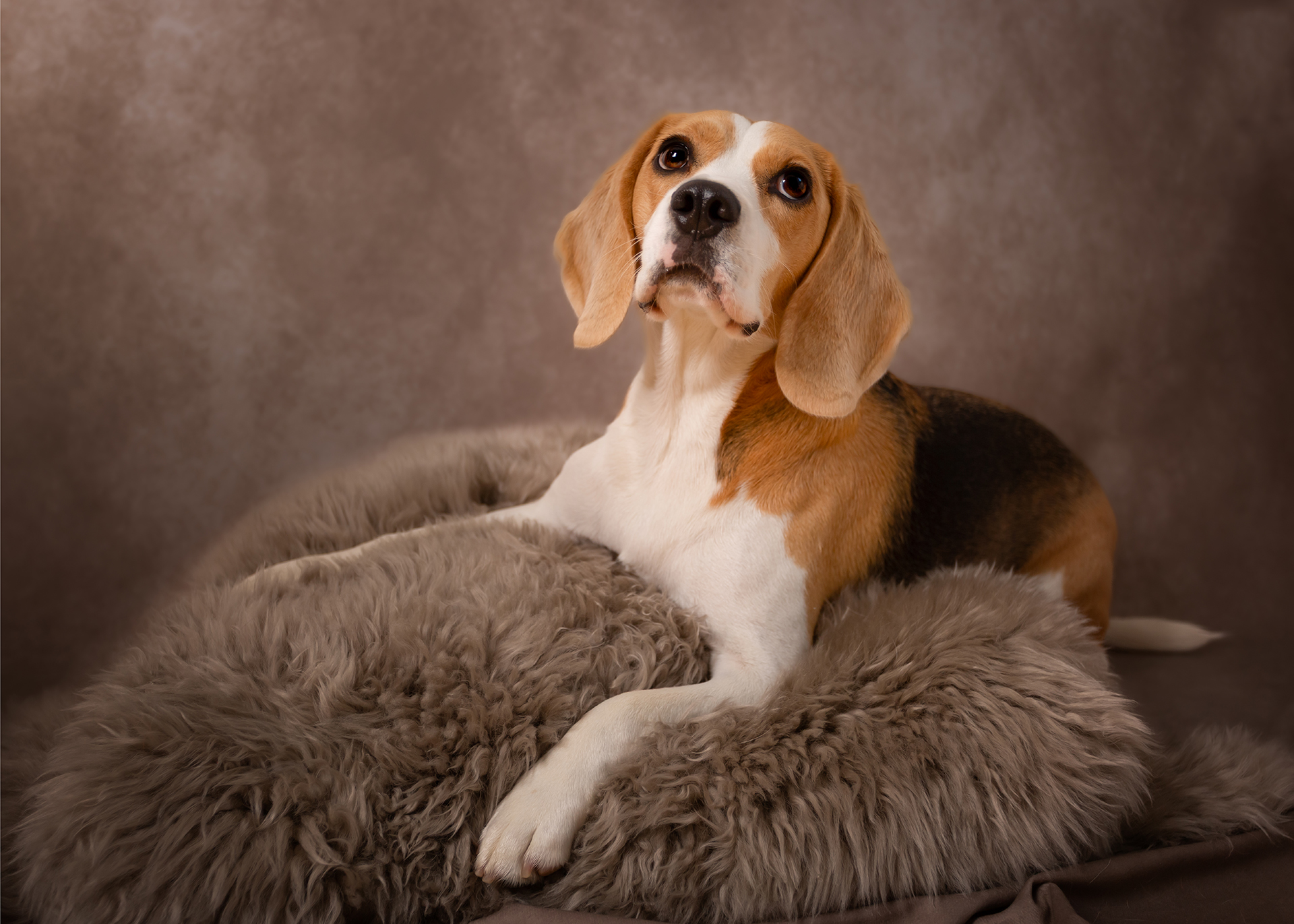 husdjursfotografering, hundfotografering, beagle, hundporträtt, studiofotografering, Råå, Helsingborg, fotograf