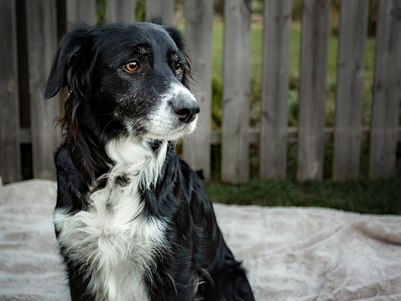 valp, 8 veckor, border collie, utomhusfotografering, husdjursfotografering, valpbild, valpporträtt, sötchock, valpmamma