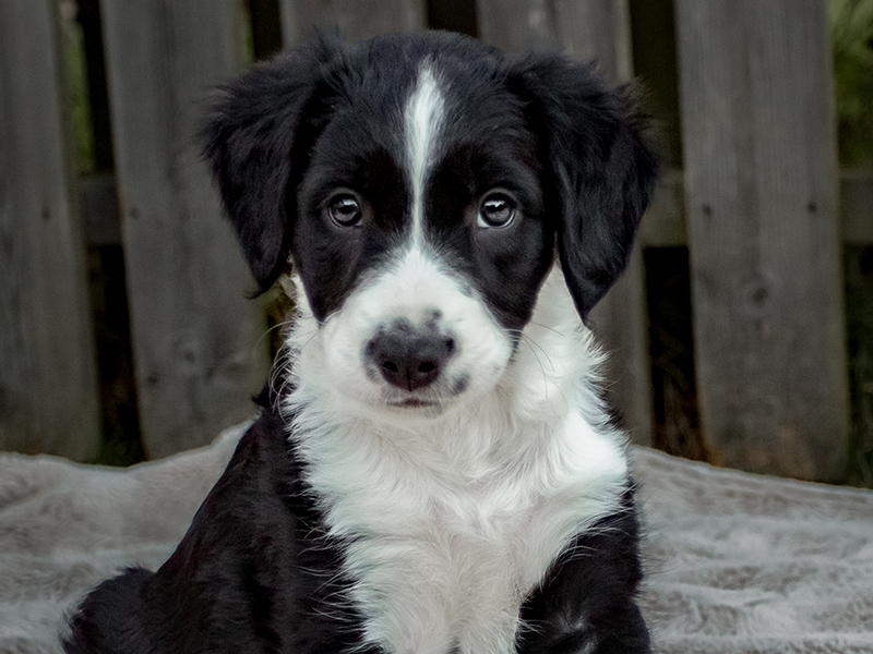 valp, 8 veckor, border collie, utomhusfotografering, husdjursfotografering, valpbild, valpporträtt, sötchock