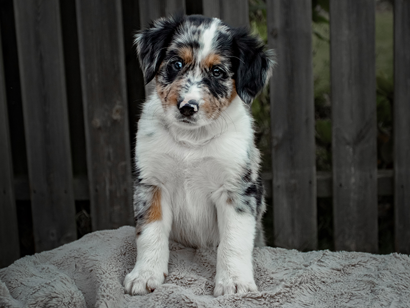valp, 8 veckor, border collie, utomhusfotografering, husdjursfotografering, valpbild, valpporträtt, sötchock