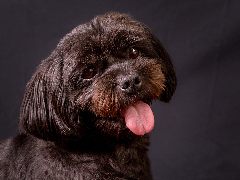 husdjursfotografering, hundfotografering, hundporträtt, studiofotografering, Råå, Helsinborg, fotograf