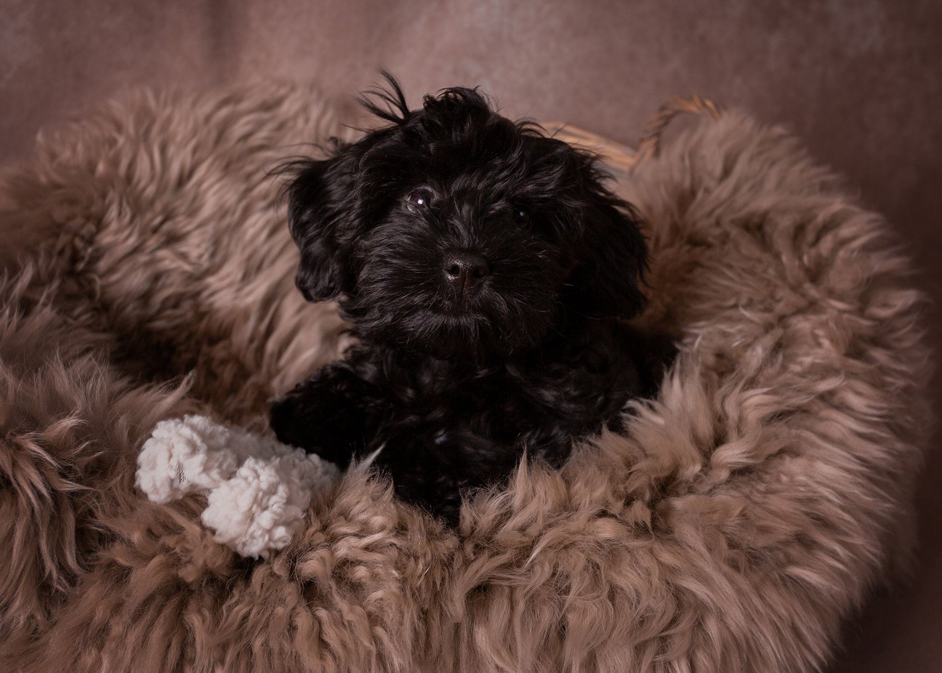 husdjursfotografering, hundfotografering, beagle, hundporträtt, studiofotografering, Råå, Helsingborg, fotograf