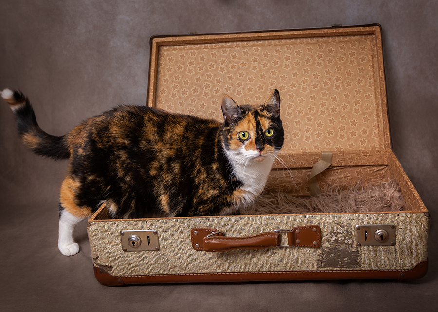 husdjursfotografering, kattfotografering, huskatt, kattporträtt, studiofotografering, Råå, Helsingborg, fotograf