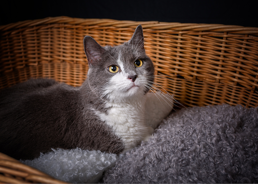 husdjursfotografering, kattfotografering, huskatt, kattporträtt, studiofotografering, Råå, Helsingborg, fotograf