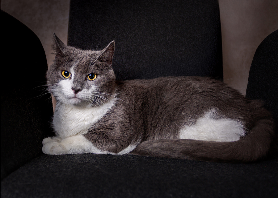 husdjursfotografering, kattfotografering, huskatt, kattporträtt, studiofotografering, Råå, Helsingborg, fotograf