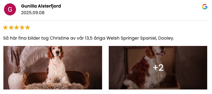 Gunilla_Dooley_hundfotografering